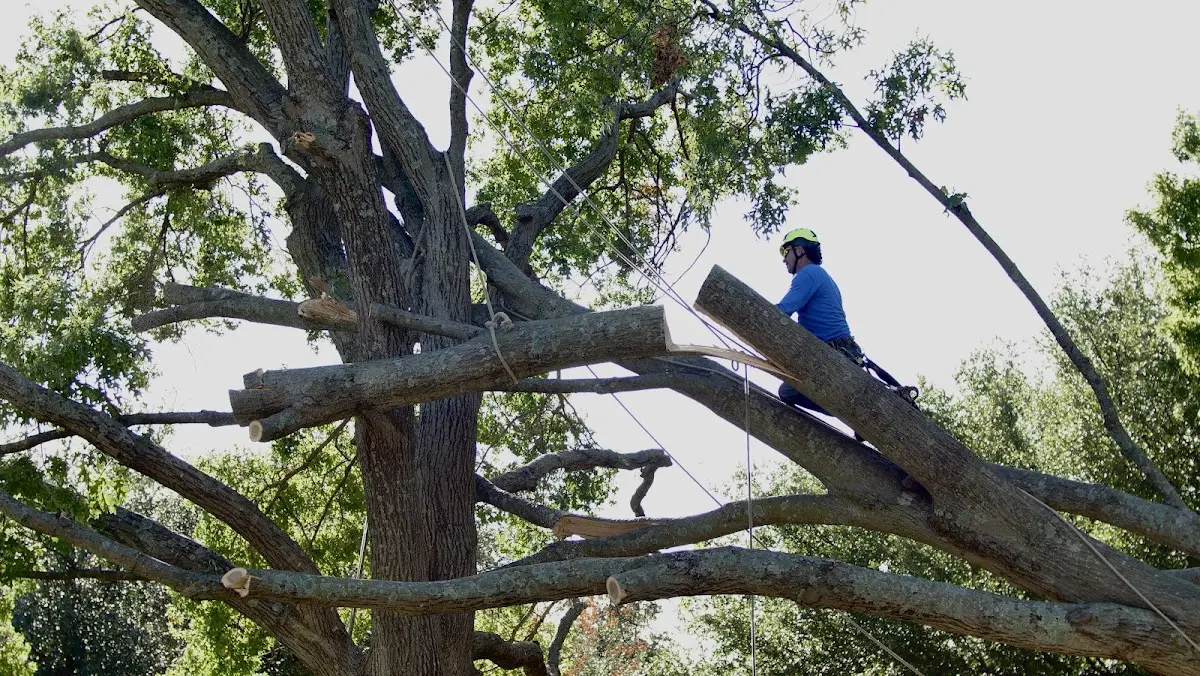 Professional Hazardous Tree Removal performed by certified arborists in Water Mill